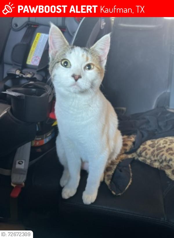Lost Female Cat last seen Melody circle & fair road , Kaufman, TX 75142