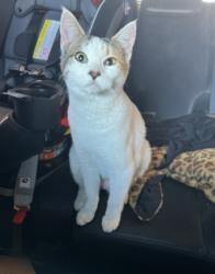 Lost Female Cat last seen Melody circle & fair road , Kaufman, TX 75142