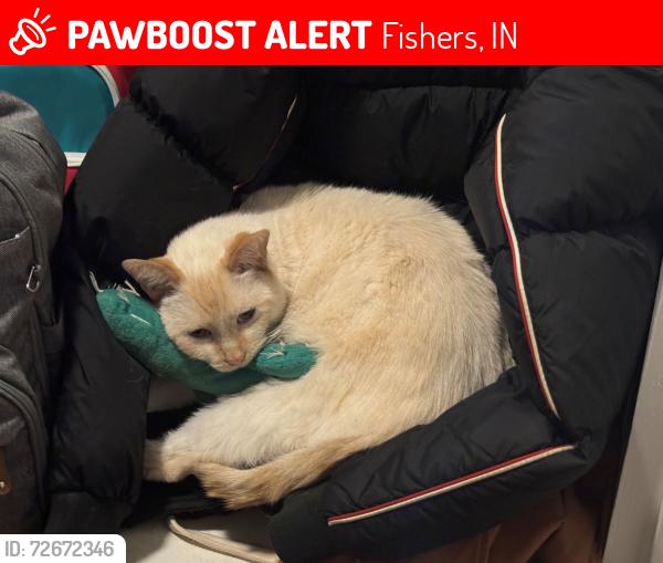 Lost Male Cat last seen Near St. & Allisonville Rd., Fishers, IN 46038