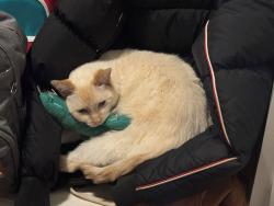 Lost Male Cat last seen Near St. & Allisonville Rd., Fishers, IN 46038
