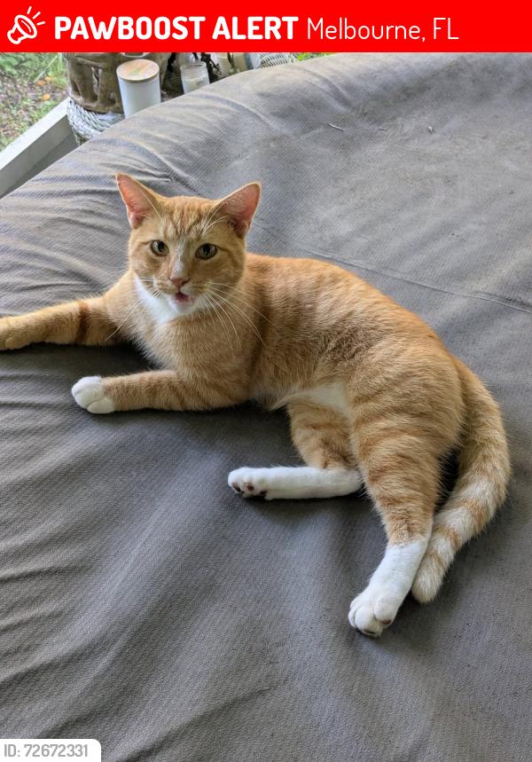 Lost Male Cat last seen Minton road, Melbourne, FL 32904