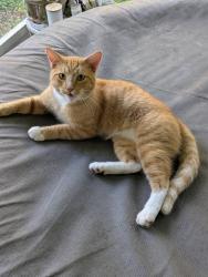 Lost Male Cat last seen Minton road, Melbourne, FL 32904