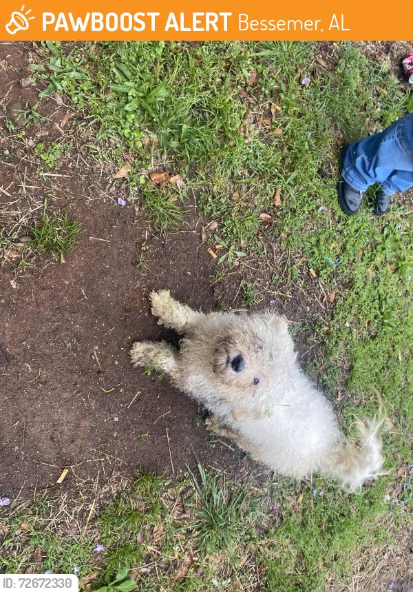 Found/Stray Male Dog last seen Exeter ave, Bessemer, AL 35020