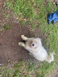 Found/Stray Male Dog last seen Exeter ave, Bessemer, AL 35020