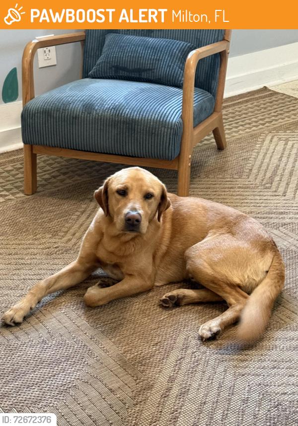 Found/Stray Male Dog last seen Across from Stuckey’s gas station, Milton, FL 32583