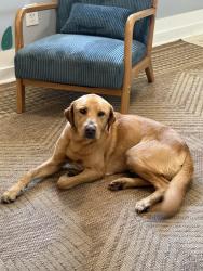 Found/Stray Male Dog last seen Across from Stuckey’s gas station, Milton, FL 32583