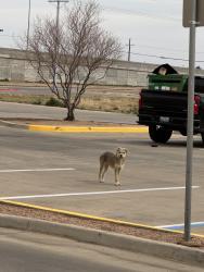 Found/Stray Male Dog last seen Rosa’s parking lot , Lubbock, TX 79423