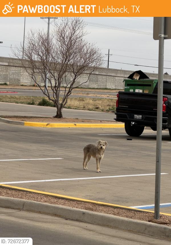 Found/Stray Male Dog last seen Rosa’s parking lot , Lubbock, TX 79423