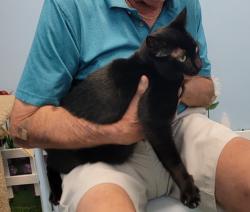 Lost Female Cat last seen El Claire Ranch/Majestic Way, Boynton Beach, FL 33437