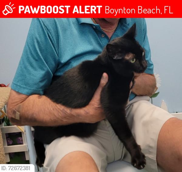 Lost Female Cat last seen El Claire Ranch/Majestic Way, Boynton Beach, FL 33437