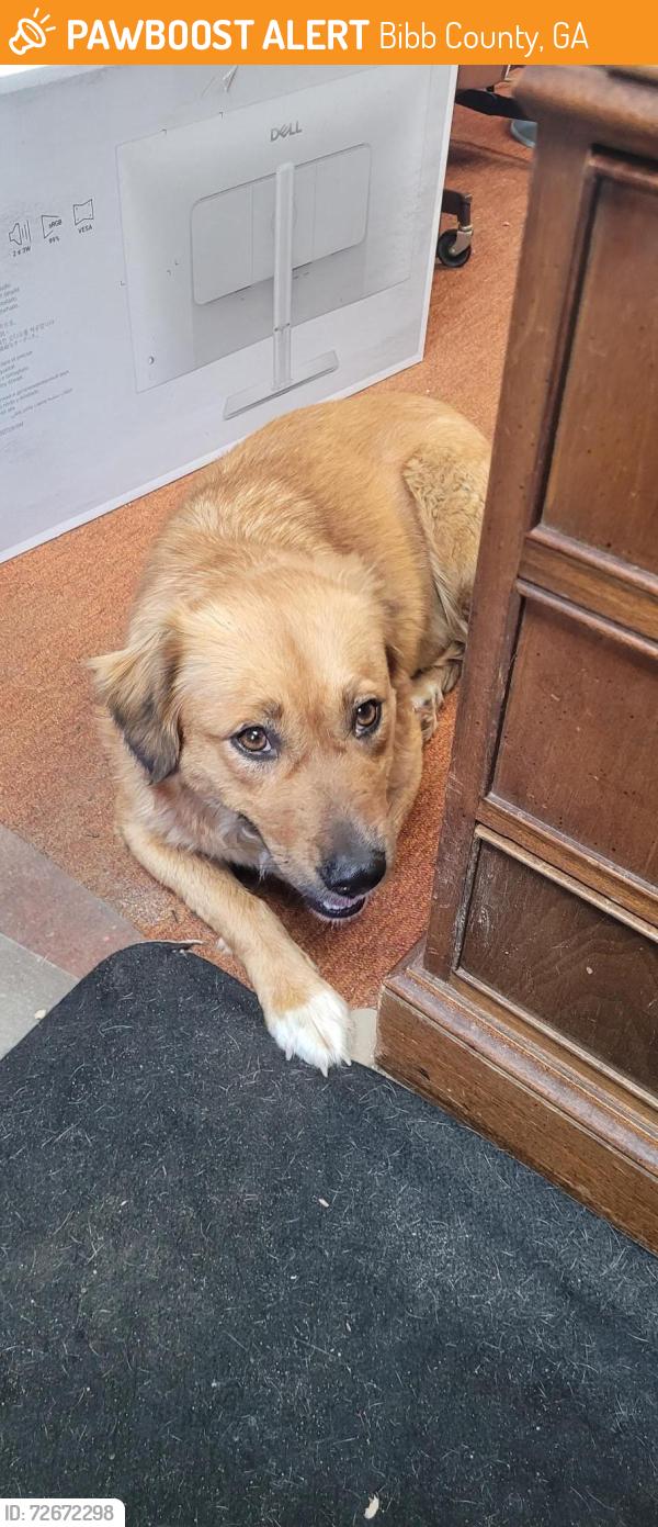 Found/Stray Female Dog last seen Houston Rd & Hartley Bridge Rd, Bibb County, GA 31216