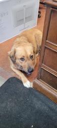Found/Stray Female Dog last seen Houston Rd & Hartley Bridge Rd, Bibb County, GA 31216