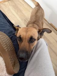 Found/Stray Female Dog last seen Near W Central Ave, Wichita, KS 67203, Wichita, KS 67203