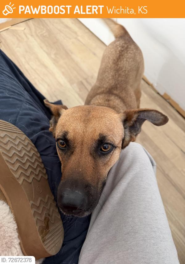 Found/Stray Female Dog last seen Near W Central Ave, Wichita, KS 67203, Wichita, KS 67203