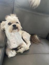 Lost Male Dog last seen 8th ave n texas city , Texas City, TX 77590