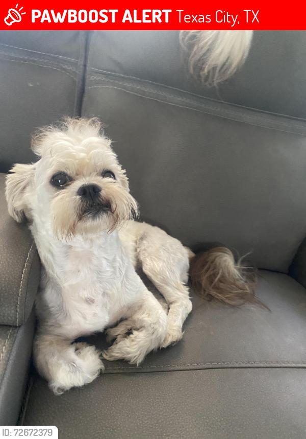 Lost Male Dog last seen 8th ave n texas city , Texas City, TX 77590