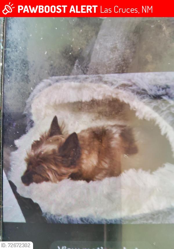 Lost Male Dog last seen Porter & Moon View, Las Cruces, NM 88012