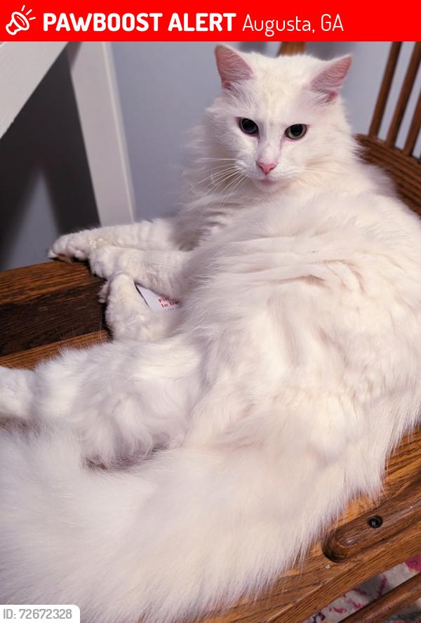 Lost Female Cat last seen W Vineland Rd & Mohican Rd near Golf Course and Lake Olmstead , Augusta, GA 30904