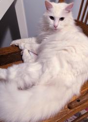 Lost Female Cat last seen W Vineland Rd & Mohican Rd near Golf Course and Lake Olmstead , Augusta, GA 30904