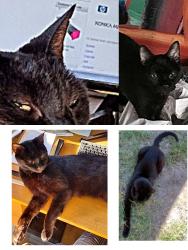 Lost Male Cat last seen Rt 74 East , Hemet, CA 92544