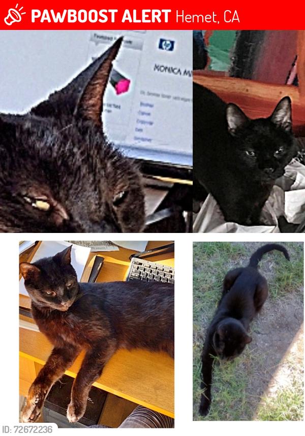 Lost Male Cat last seen Rt 74 East , Hemet, CA 92544
