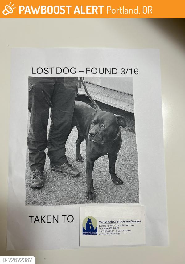 Found/Stray Male Dog last seen 7-11 on 181st ave, Portland, OR 97233