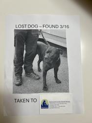 Found/Stray Male Dog last seen 7-11 on 181st ave, Portland, OR 97233