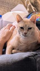 Lost Male Cat last seen 158th Ave & Blueridge Dr, Beaverton, OR 97006