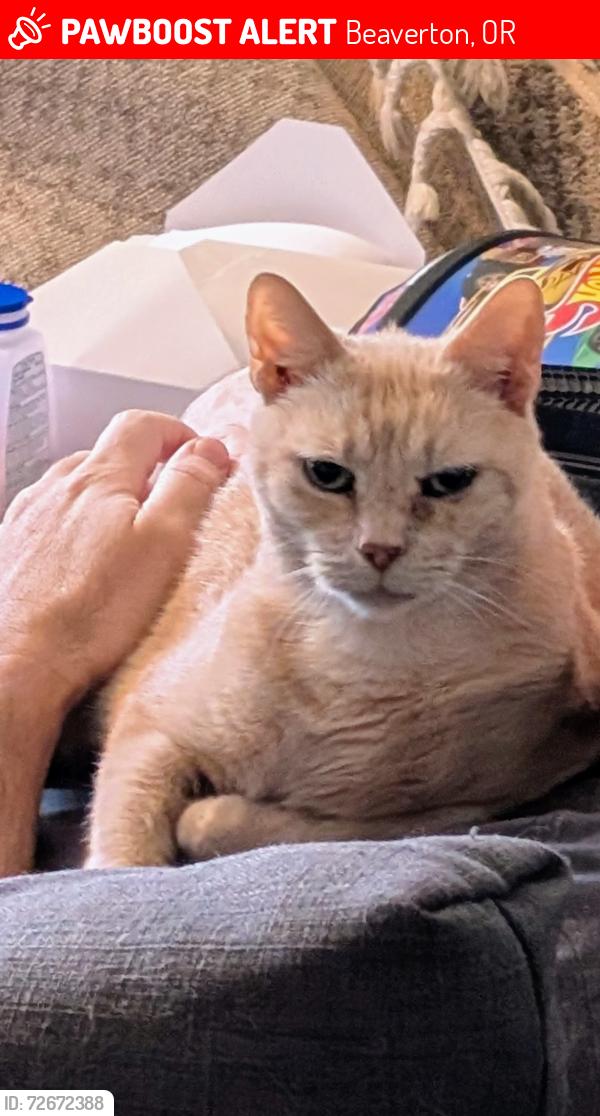 Lost Male Cat last seen 158th Ave & Blueridge Dr, Beaverton, OR 97006