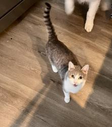 Lost Female Cat last seen Mitc community college , Statesville, NC 28677