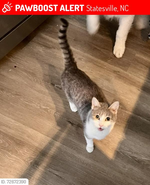 Lost Female Cat last seen Mitc community college , Statesville, NC 28677