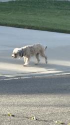 Found/Stray Unknown Dog last seen Temecula wolf valley, Loma Linda Park, Temecula, CA 92592