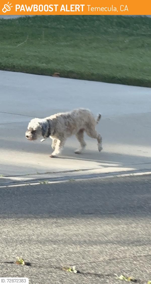 Found/Stray Unknown Dog last seen Temecula wolf valley, Loma Linda Park, Temecula, CA 92592