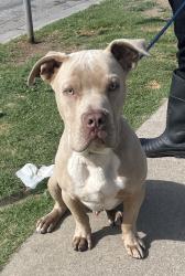 Found/Stray Male Dog last seen 44th Street , Hermosa Beach, CA 90254