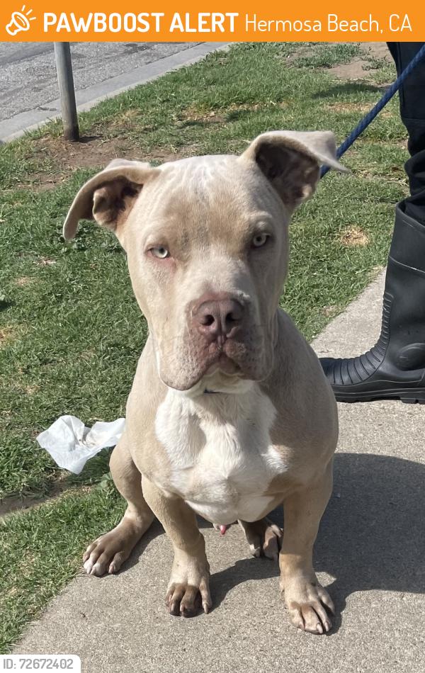 Found/Stray Male Dog last seen 44th Street , Hermosa Beach, CA 90254