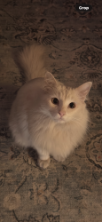 Lost Male Cat last seen Midvale park and Valencia , Tucson, AZ 85746