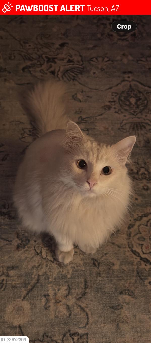 Lost Male Cat last seen Midvale park and Valencia , Tucson, AZ 85746