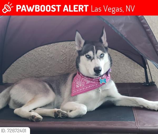 Lost Female Dog last seen Mojave and Washington , Las Vegas, NV 89129