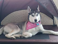 Lost Female Dog last seen Mojave and Washington , Las Vegas, NV 89129