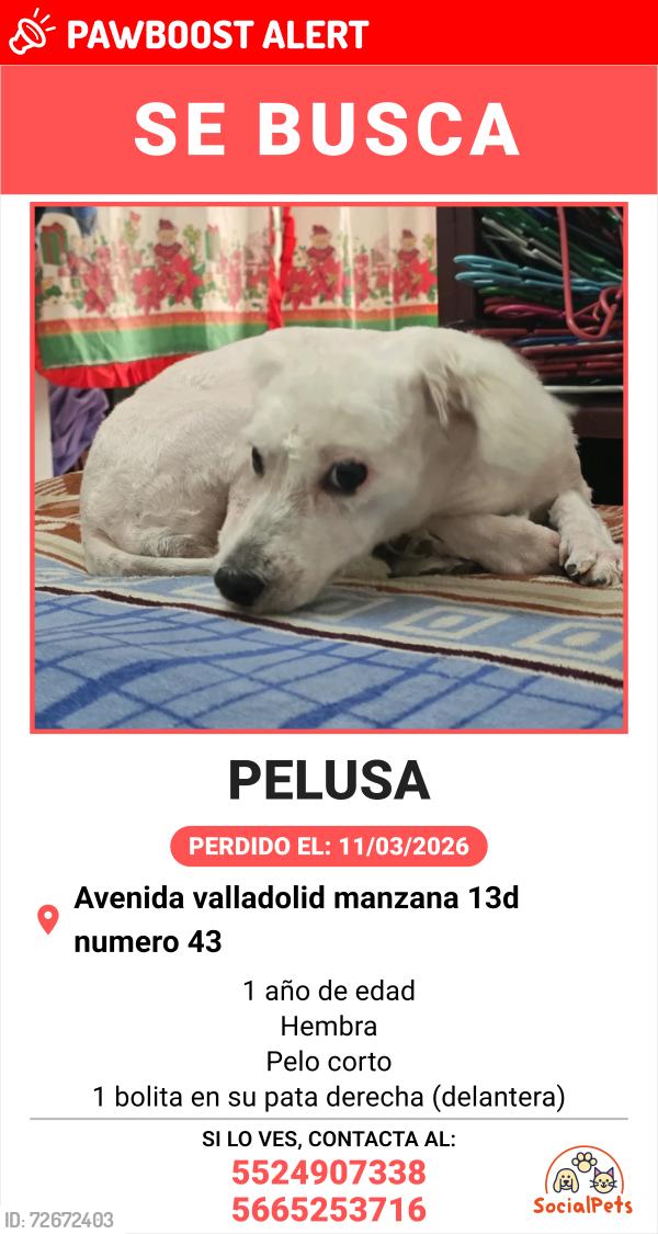 Lost Female Dog last seen Cancun y queeretaro, Ciudad López Mateos, Méx. 52910
