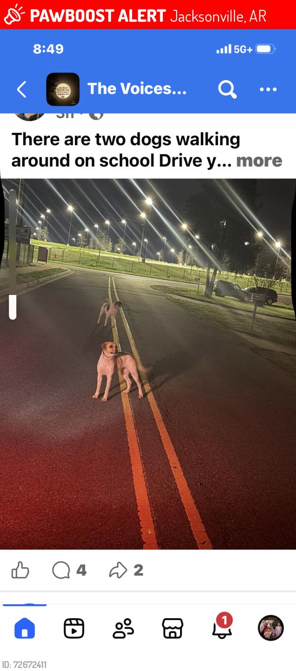Lost Female Dog last seen Sharp and school dr, Jacksonville, AR 72076