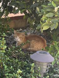 Found/Stray Male Cat last seen Black Oak Drive Pomona, Pomona, CA 91766
