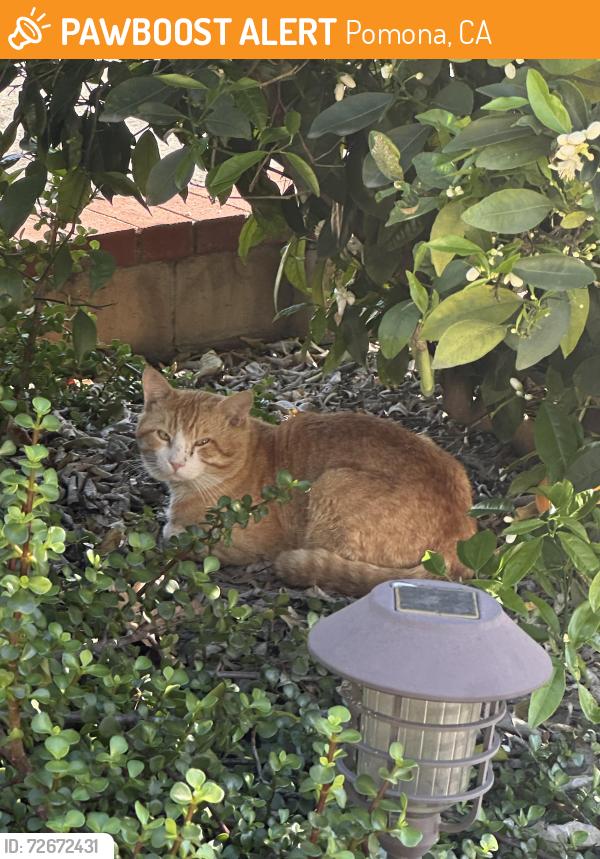 Found/Stray Male Cat last seen Black Oak Drive Pomona, Pomona, CA 91766