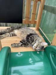 Lost Male Cat last seen Farrington, Harvey, LA 70058