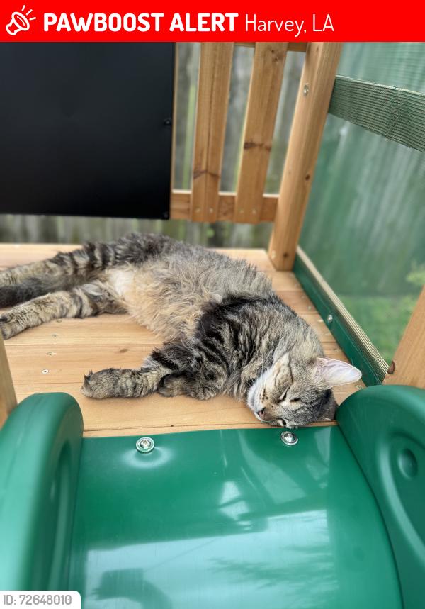 Lost Male Cat last seen Farrington, Harvey, LA 70058
