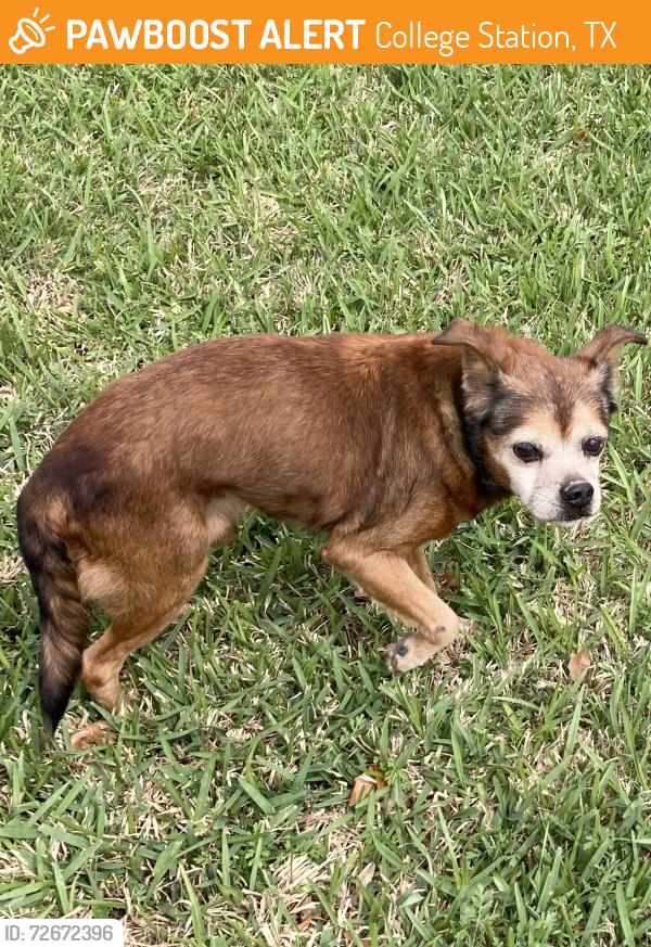 Found/Stray Unknown Dog last seen Ponderosa Dr. /Brothers Blvd., College Station TX, College Station, TX 77845