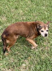 Found/Stray Unknown Dog last seen Ponderosa Dr. /Brothers Blvd., College Station TX, College Station, TX 77845