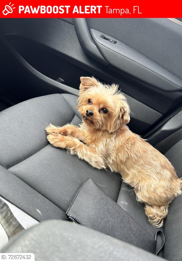 Lost Male Dog last seen Samuel Ivy Dr. , Tampa, FL 33619