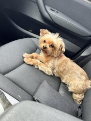 Lost Male Dog last seen Samuel Ivy Dr. , Tampa, FL 33619