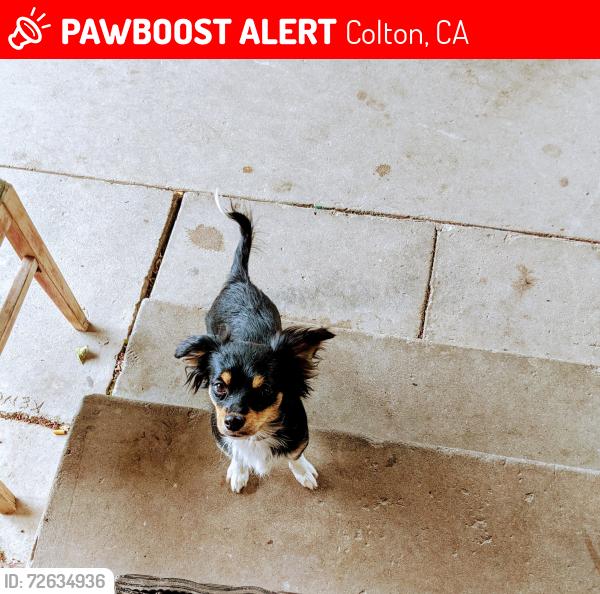 Lost Female Dog last seen Valley & Mt. Vernon , Colton, CA 92324